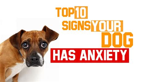 Top Ten Signs Your Dog Has Anxiety Issues Youtube