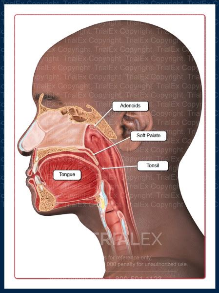 Mouth Anatomy Trialexhibits Inc