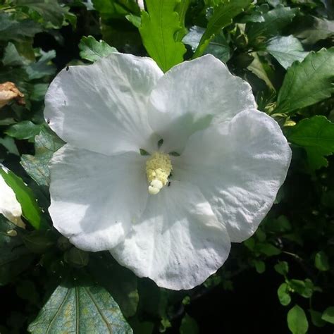 327 lexis hibiscus stock video clips in 4k and hd for creative projects. Hibiscus 'William R. Smith' 2l - Fruttii Shop