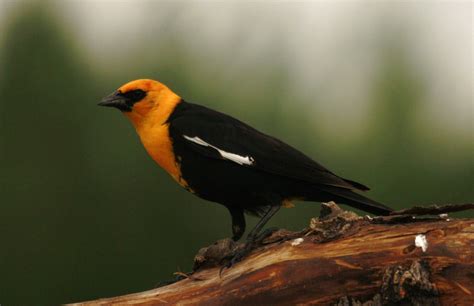 Yellowhead Blackbird Head Is More Orange Colored Pkoster48 Flickr
