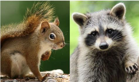 Are You A Squirrel Or A Raccoon Elizabeth B Crook
