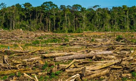 Jair Bolsonaro Se Compromete A Acabar Con La Deforestación En Brasil