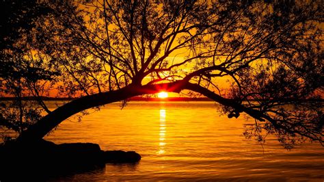 Tree Lake Sunset Sunlight