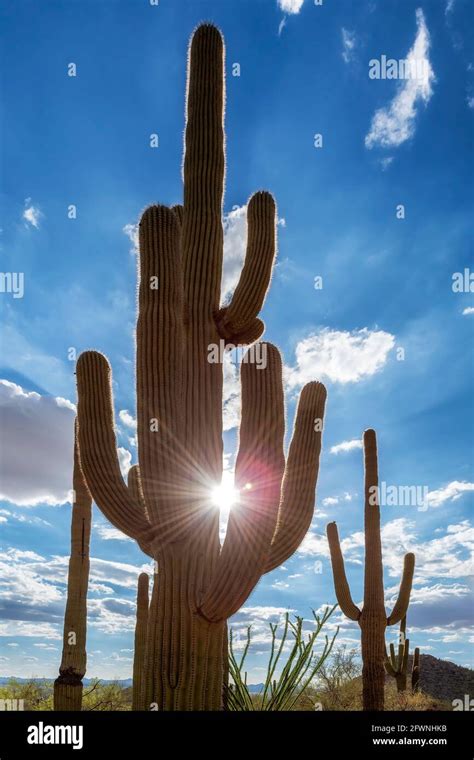 Saguaro Cactus At Sunset In Saguaro National Park Tucson Arizona