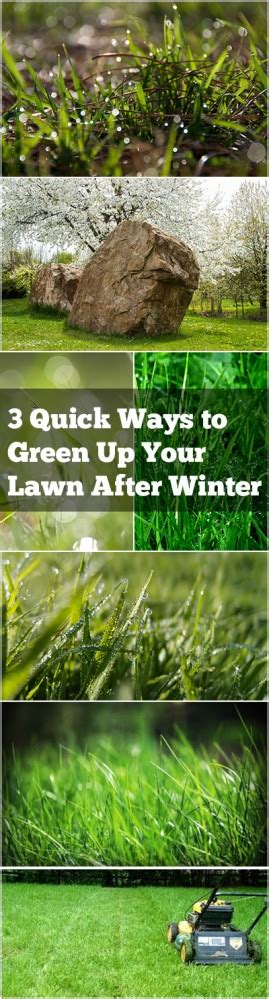 3 Quick Ways To Green Up Your Lawn After Winter Bless My Weeds