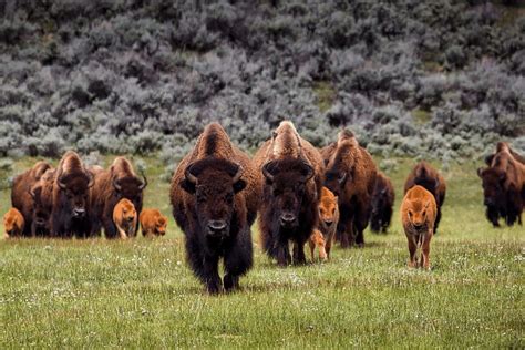 American Bison Facts Critterfacts