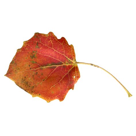 Red Autumn Aspen Leaf On A Transparent Background Photo 8847582 Png