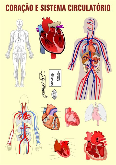 Termos Técnicos Do Sistema Circulatório