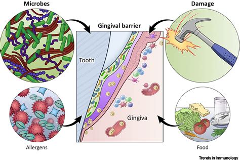 Tissue Specific Immunity At The Oral Mucosal Barrier Trends In Immunology