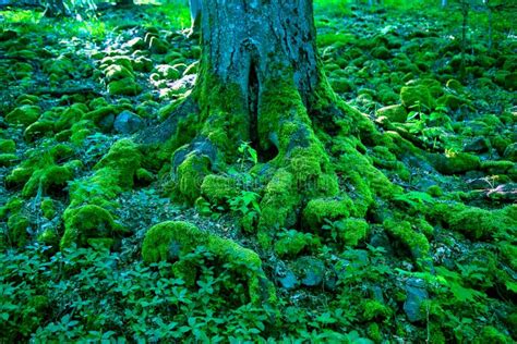 Tree In Forest And Stones Covered With Green Moss Stock Photo Image