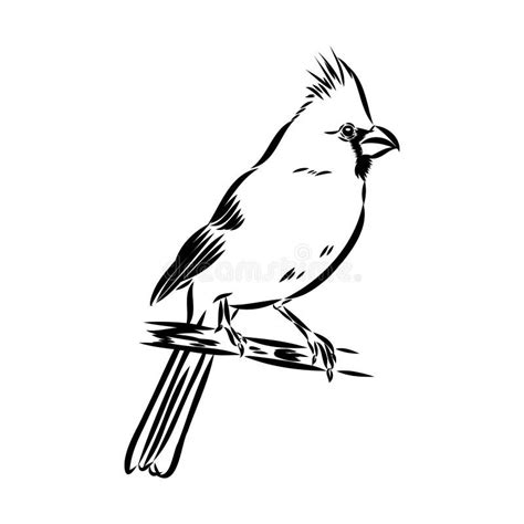 Cardinal Bird Sketch Vector Illustration Hand Drawn Red Cardinal Bird