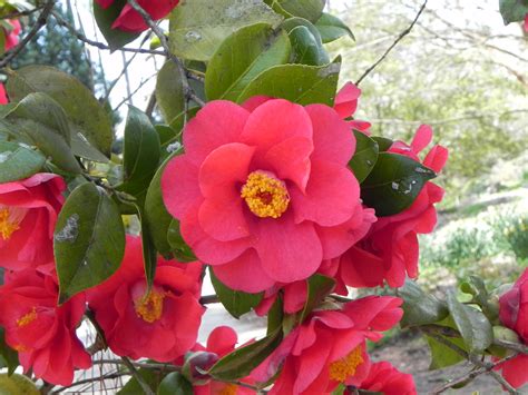 You feel for the characters, because of great personality shown by the trees and the mushrooms and more. Japanese Camellia Tree with Flowers | Nature Photo Gallery
