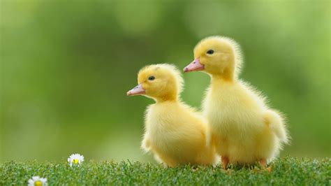 Newborn Ducklings May Understand Abstract Relational Concepts Mental