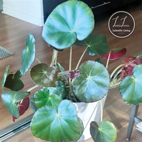How To Grow Begonia Acetosa