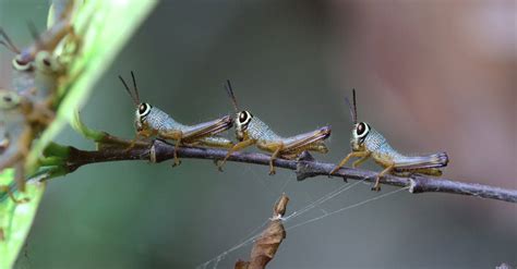 Locust Insect Facts Az Animals