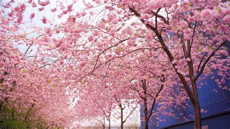 Pink Sakura Tree Wallpapers Wallpaper Cave