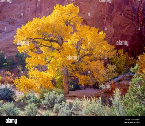 Western Cottonwood Tree Hi Res Stock Photography And Images Alamy