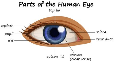 The cornea, the pupil, the iris, the lens, the vitreous humor, the retina, and the sclera. Diagrama que muestra partes del ojo humano | Descargar ...