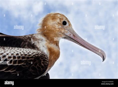 Juvenile Christmas Frigatebird Fregata Andrewsi Christmas Island