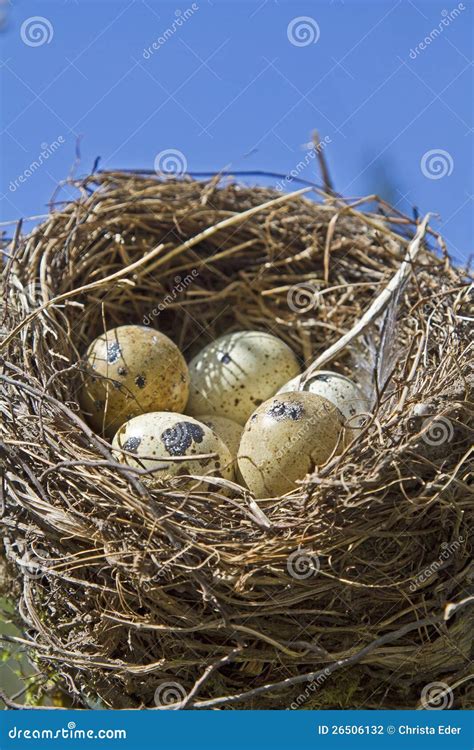 Birds Nest With Eggs Stock Photo Image Of Brown Nest 26506132