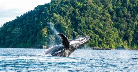 Please feel free to tip venmo: Llegaron las ballenas al Pacífico