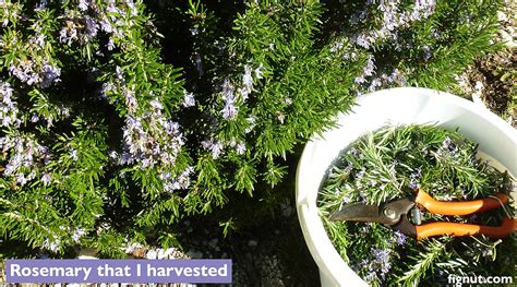 May 12, 2009 · beans planted in spring 2 inches deep or more may rot and fail to germinate. How to Harvest Rosemary (How & When to Harvest) - FigNut