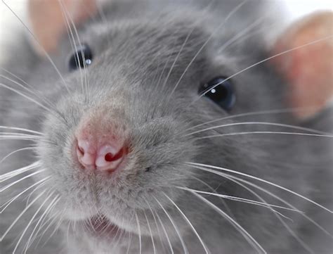 11 reasons why rats make good pets - and you should own one!