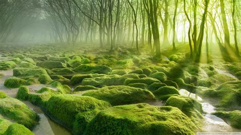 Hd Green Forest Wallpapers Wallpaper Cave