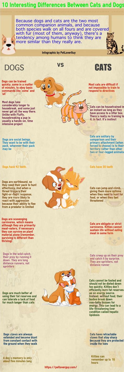 10 Main Differences Between Cats And Dogs Infographic Pet Lover Guy