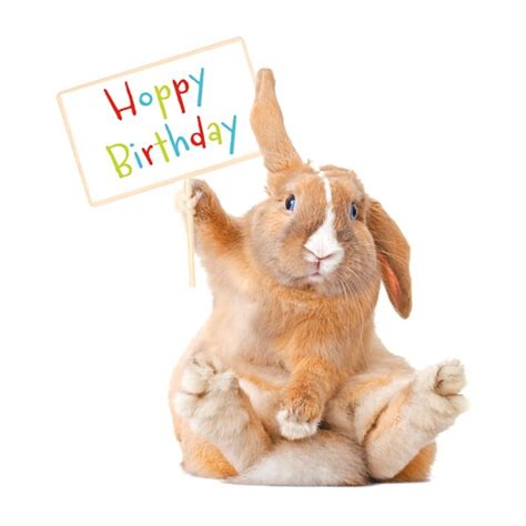 Bunny Happy Birthday Ocd Uk