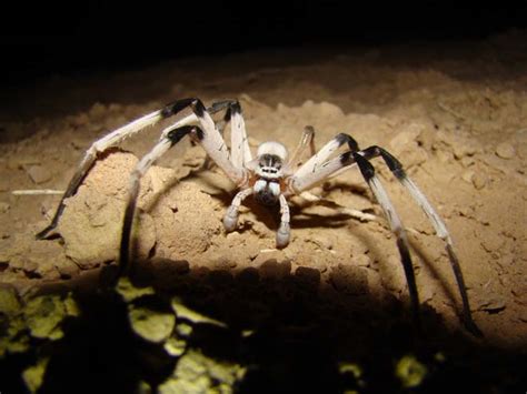 Giant Spider Species Discovered In Middle Eastern Sand Dunes Wired