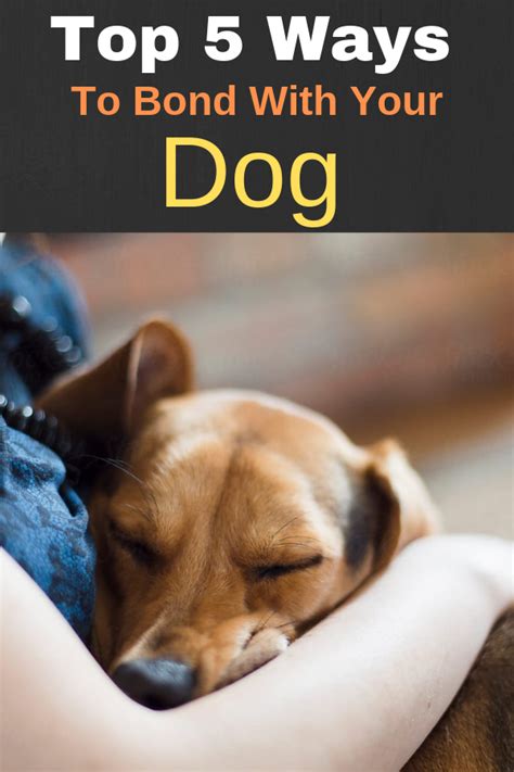 Top 5 Ways To Bond With Your New Dog Dogspaceblog Funny Dogs Dogs