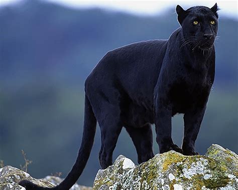 Download dan streaming black panther nippon paint! Black Panther In The Wild - Animals Paint By Numbers ...