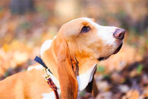Learn All About The Basset Hound Dog Breed History Stats And More