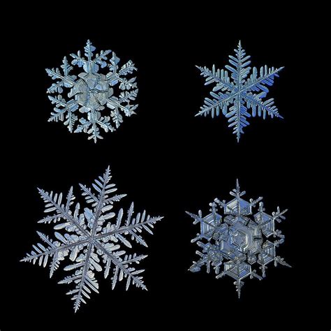 Four Snowflakes On Black Background By Alexey Kljatov Snowflake