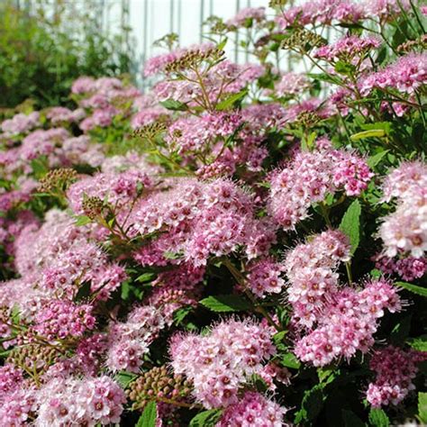 Summer Flowering Hardy Shrub Collection Yougarden