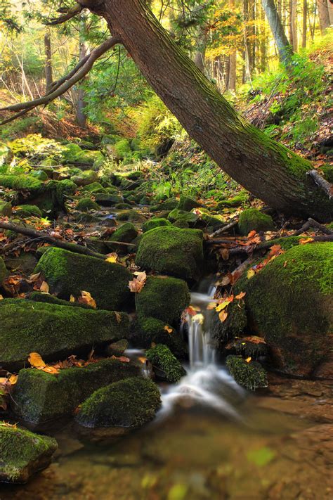 Free Images Landscape Tree Nature Forest Rock Waterfall Creek