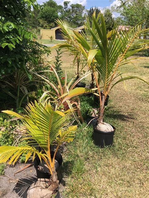 Coconut species id - DISCUSSING PALM TREES WORLDWIDE - PalmTalk