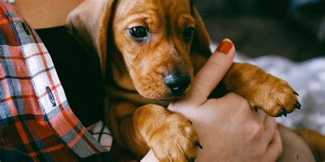 14 Tips For First Time Dog Owners Daily Paws