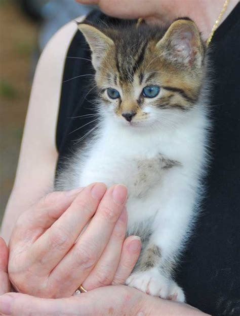 I then took in a pregnant mom cat who then had five kittens making my total 10. Bengal Manx Kittens Cats Breeder Bengals Cat Ben Bob For ...