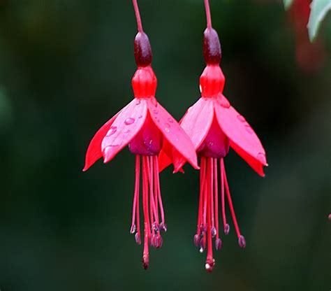 Oct 25, 2020 · here the list of 10 most beautiful flowers in the world. Blok888: Top 10 Most Exotic Flowers in the world 1