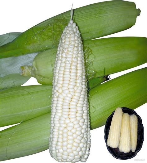 Waxy Corn Alchetron The Free Social Encyclopedia