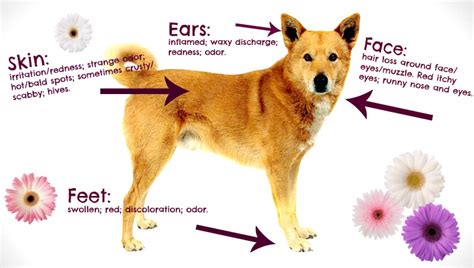 Fall Allergies And Your Pet What You Need To Know Friendship Hospital For Animals