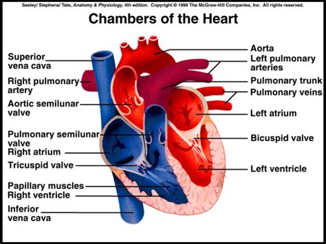 Heart Anatomy Chambers Valves And Vessels Cardiac Ana Vrogue Co
