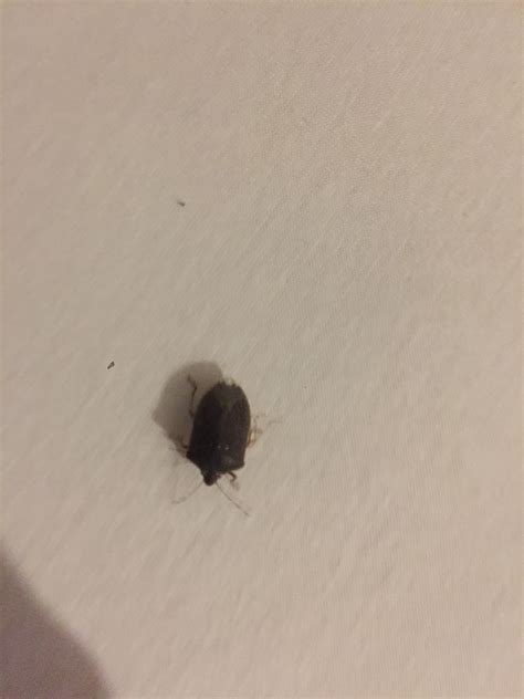 Arnoldius, anthrenus scrophulariae wo verstecken sich teppichkäfer? Was ist das für ein Käfer (käfer/wanze, Bett)? (Insekten ...