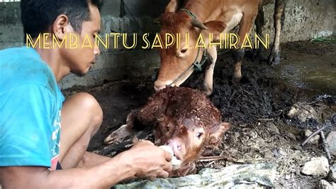 Sapi melahirkan Normal anaknya besar. Vlog kegiatan e wong ndeso - YouTube