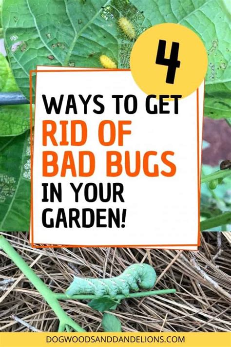 In recent years, there has been an increase in bed bug outbreaks mainly due to. Natural Pest Control Methods for Your Garden - Dogwoods ...