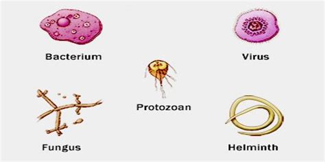 About Infection Assignment Point