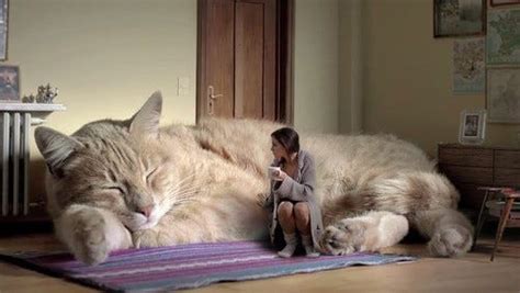 もしも愛猫が超巨大猫だったら マイナビニュース