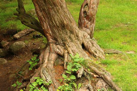 Free Images Branch Wood Flower Trunk Overgrown Bark Log